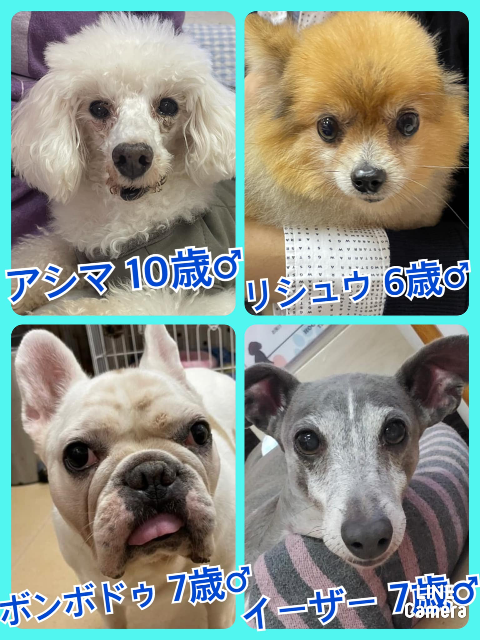 🐾今日の里親様募集中ワンコ🐶メンバーです🐾2021,12,5【保護犬カフェ天神橋店】